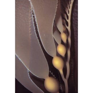 Kelp Bulbs, Santa Barbara Channel