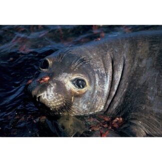 Baby Elephant Seals Feeding on Pelagic Red Crabs