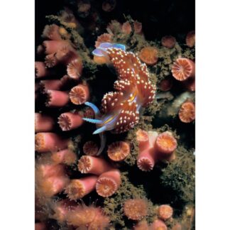 Nudibranch